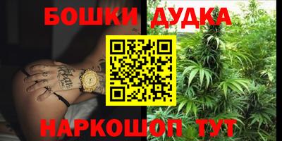 крисы Новокубанск